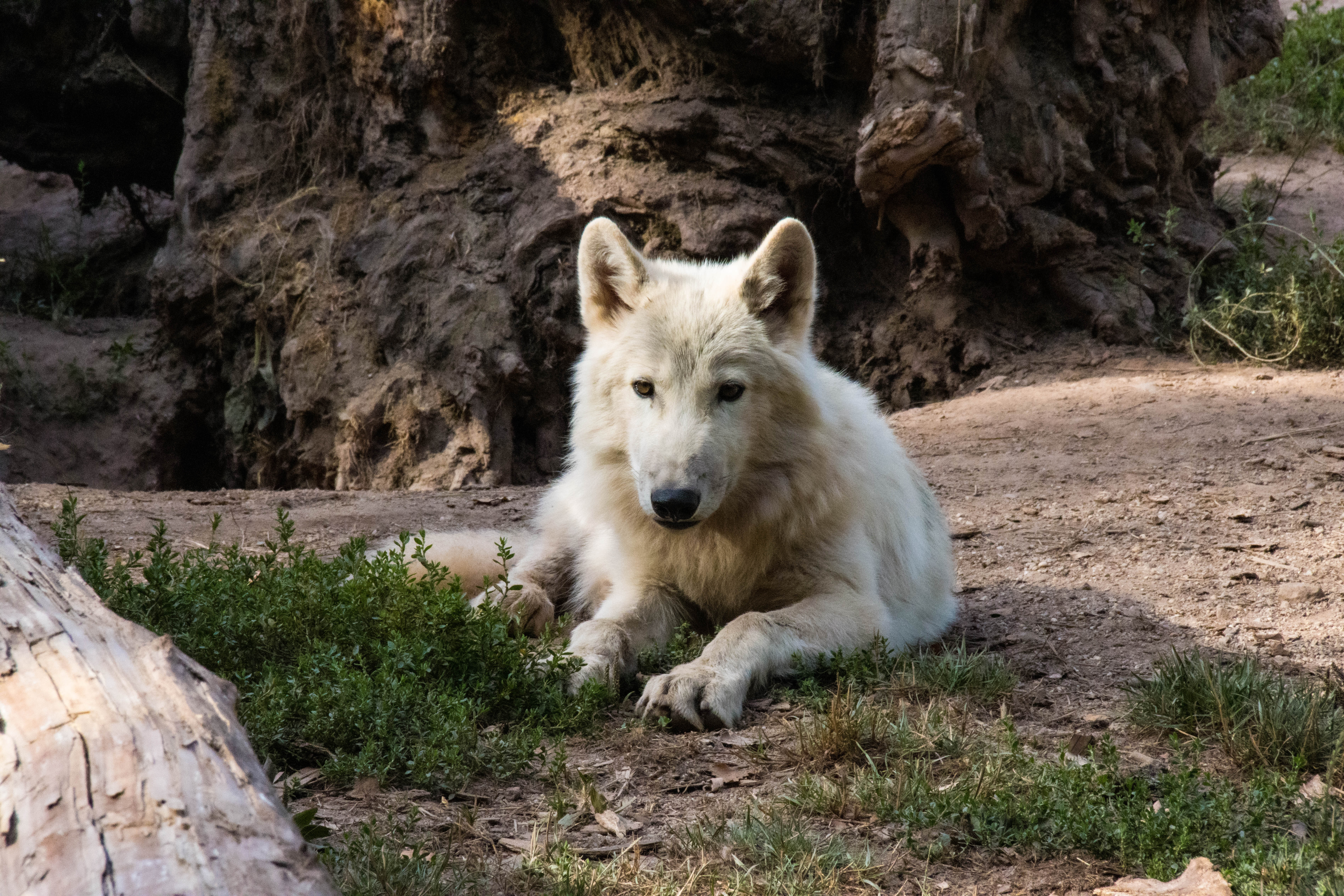 Loup blanc-IMG_0568.jpg